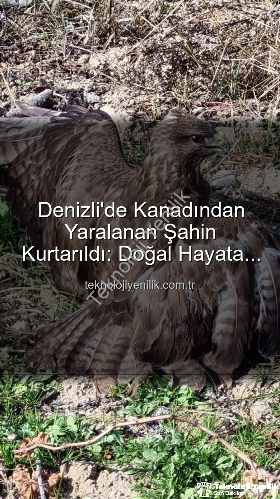 yaralı şahin - Denizli'de Kanadından Yaralanan Şahin Kurtarıldı: Doğal Hayata Yeniden Kazandırılacak