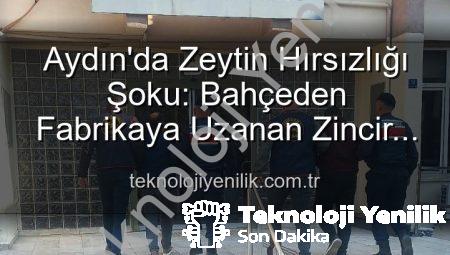Aydın’da Zeytin Hırsızlığı Şoku: Bahçeden Fabrikaya Uzanan Zincir Çözüldü, 2 Şüpheli Yakalandı