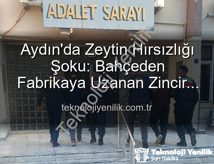zeytin hırsızlığı - Aydın'da Zeytin Hırsızlığı Şoku: Bahçeden Fabrikaya Uzanan Zincir Çözüldü, 2 Şüpheli Yakalandı