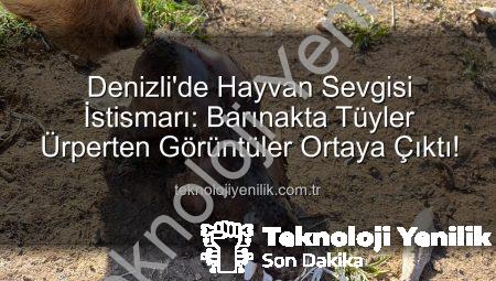 Denizli’de Hayvan Sevgisi İstismarı: Barınakta Tüyler Ürperten Görüntüler Ortaya Çıktı!