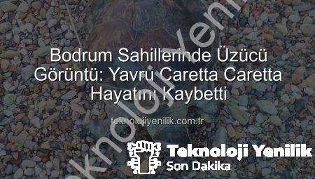 Bodrum Sahillerinde Üzücü Görüntü: Yavru Caretta Caretta Hayatını Kaybetti