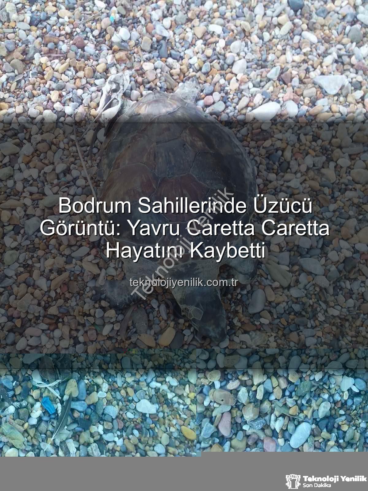 yavru caretta caretta - Bodrum Sahillerinde Üzücü Görüntü: Yavru Caretta Caretta Hayatını Kaybetti