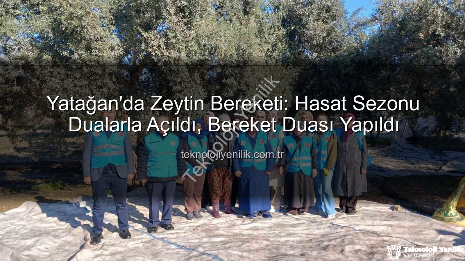 Yatağan zeytin hasadı - Yatağan'da Zeytin Bereketi: Hasat Sezonu Dualarla Açıldı, Bereket Duası Yapıldı