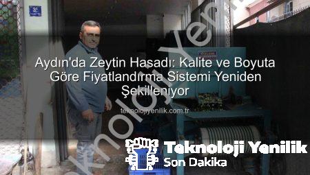 Aydın’da Zeytin Hasadı: Kalite ve Boyuta Göre Fiyatlandırma Sistemi Yeniden Şekilleniyor