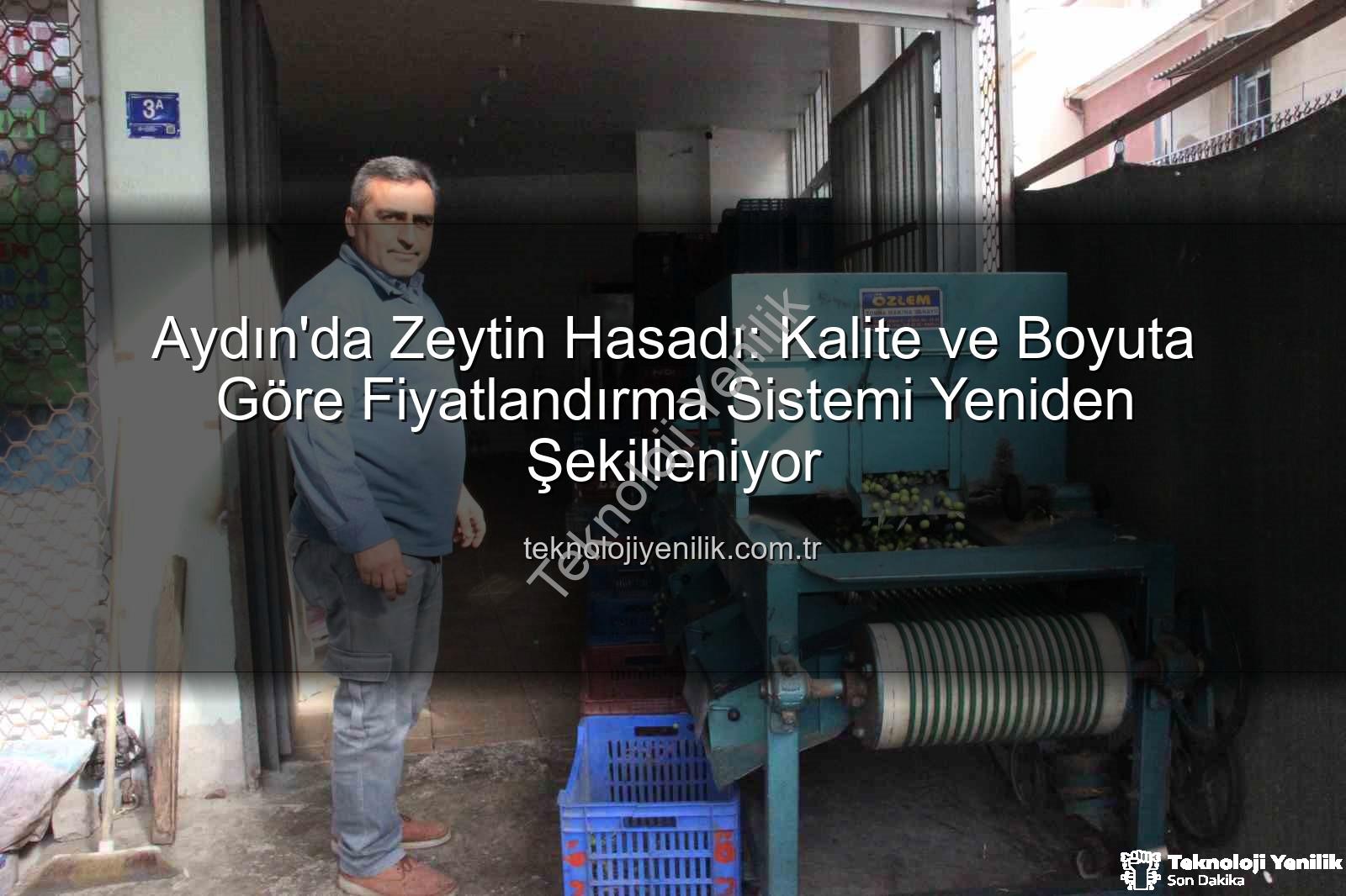 zeytin hasadı - Aydın'da Zeytin Hasadı: Kalite ve Boyuta Göre Fiyatlandırma Sistemi Yeniden Şekilleniyor