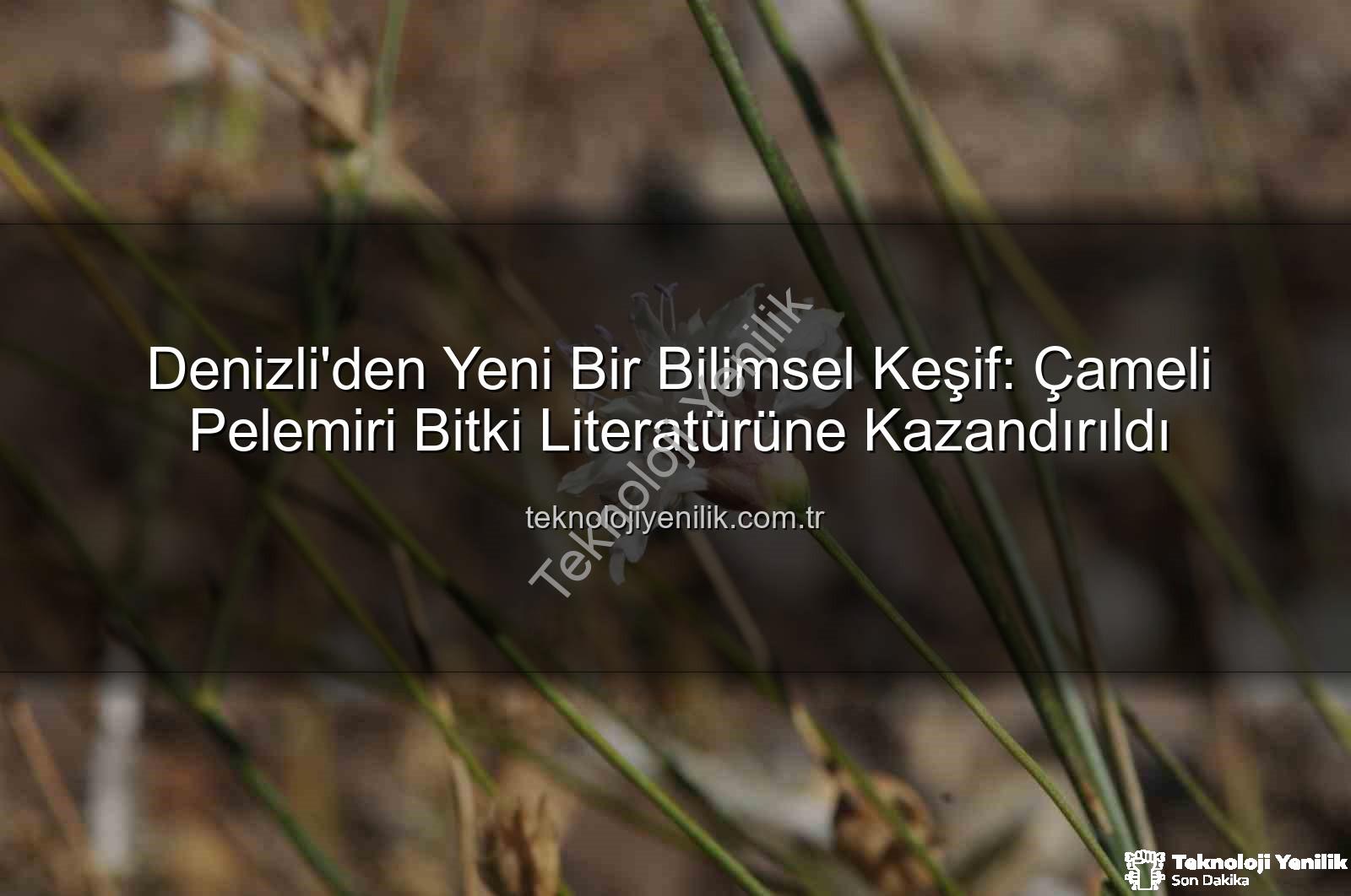 Çameli pelemiri - Denizli'den Yeni Bir Bilimsel Keşif: Çameli Pelemiri Bitki Literatürüne Kazandırıldı