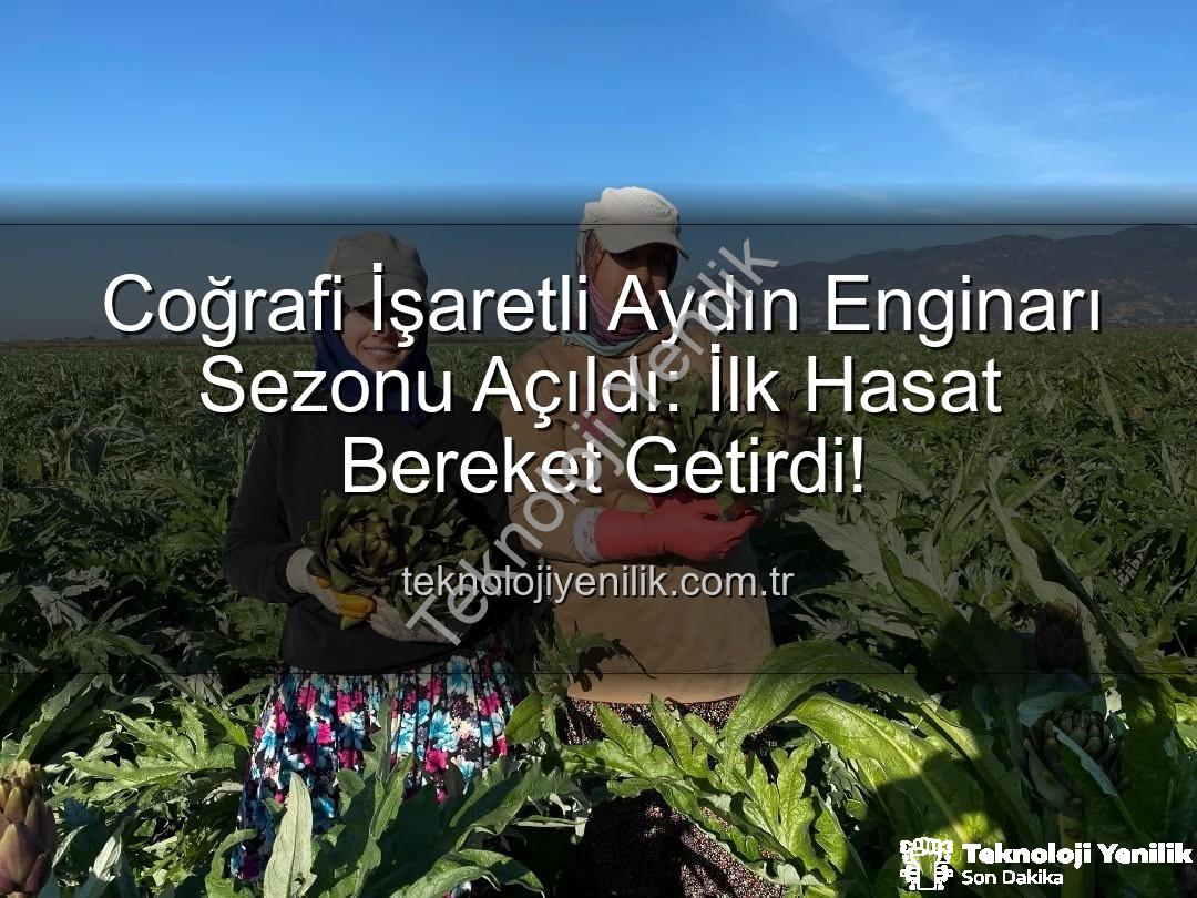 Aydın Enginarı - Coğrafi İşaretli Aydın Enginarı Sezonu Açıldı: İlk Hasat Bereket Getirdi!