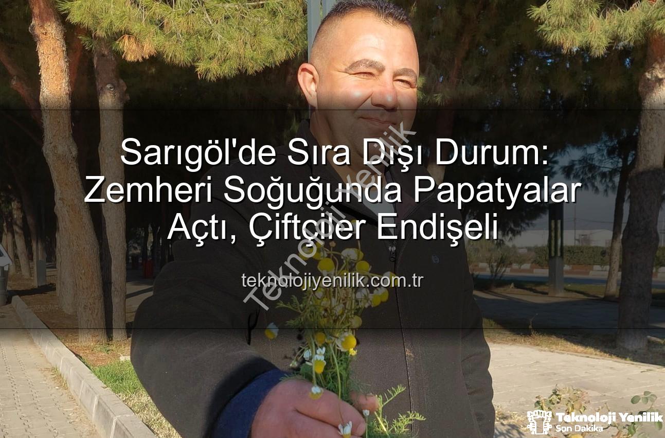 Sarıgöl'de Sıra Dışı Durum: Zemheri Soğuğunda Papatyalar Açtı, Çiftçiler Endişeli