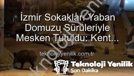 İzmir Sokakları Yaban Domuzu Sürüleriyle Mesken Tutuldu: Kent Sakinleri Endişeli