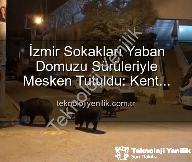 yaban domuzu - İzmir Sokakları Yaban Domuzu Sürüleriyle Mesken Tutuldu: Kent Sakinleri Endişeli